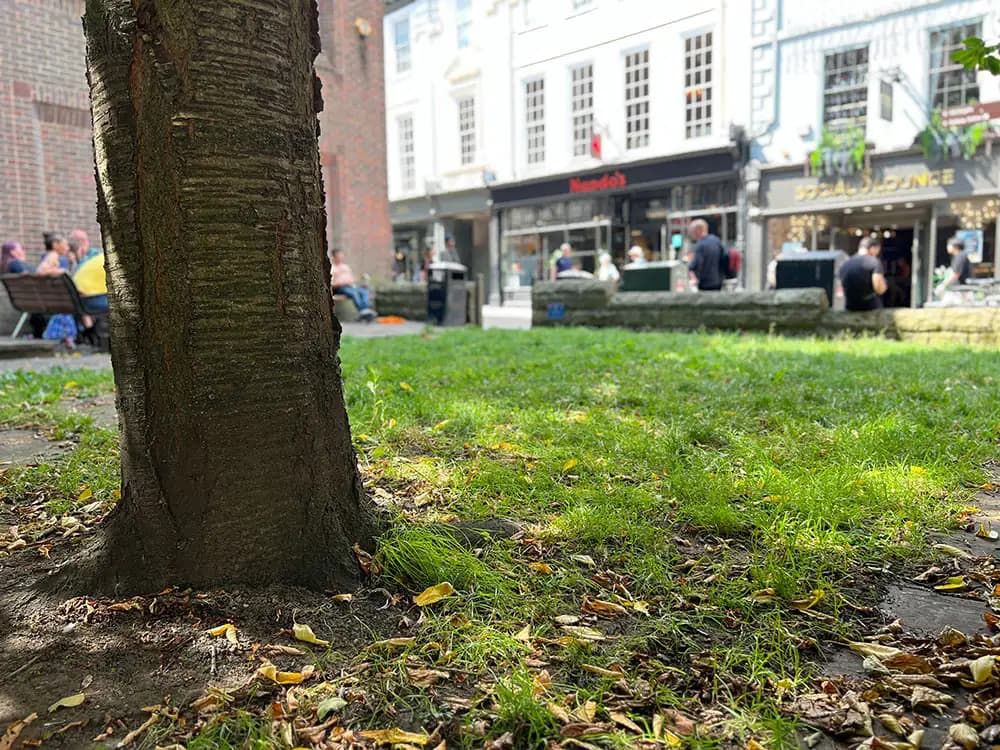 A patch of green grass fills the foreground of the image, with part of a tree trunk visible on the far left edge, mostly out of frame. In the background is a busy York street. A Nando’s restaurant sign appears in the distance but is blurred, making it hard to read.